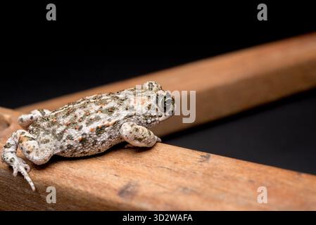 Rospo marrone giovane su legno di faggio e sfondo nero Foto Stock
