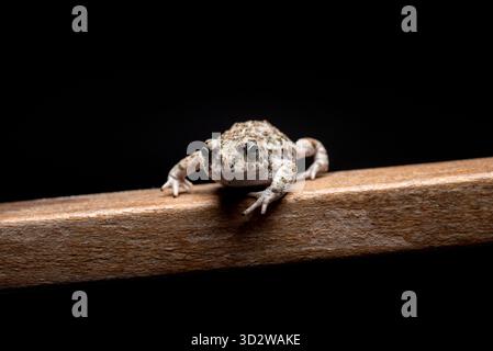 Rospo marrone giovane su legno di faggio e sfondo nero Foto Stock