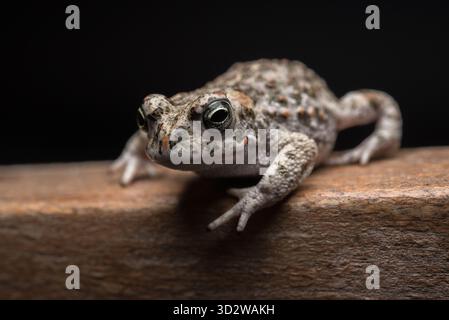 Rospo marrone giovane su legno di faggio e sfondo nero Foto Stock