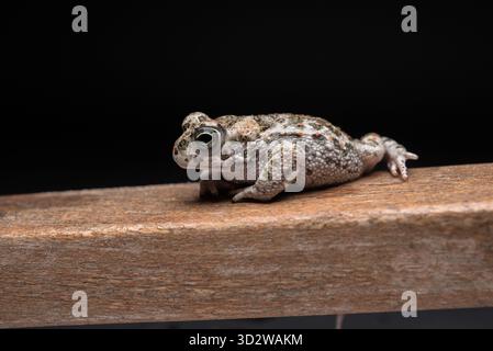 Rospo marrone giovane su legno di faggio e sfondo nero Foto Stock
