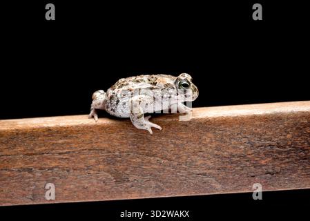 Rospo marrone giovane su legno di faggio e sfondo nero Foto Stock