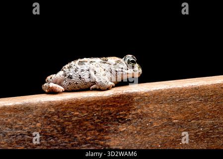 Rospo marrone giovane su legno di faggio e sfondo nero Foto Stock