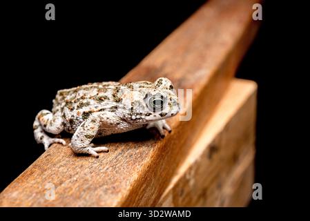Rospo marrone giovane su legno di faggio e sfondo nero Foto Stock