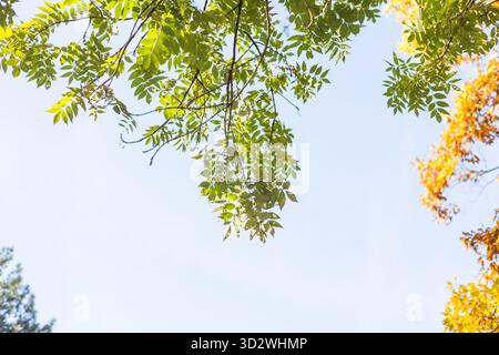 Le foglie d'autunno, di colore verde brillante e dorato, si stendono giù dai rami e incorniciano un cielo limpido e azzurro con vista verso l'alto. Foto Stock