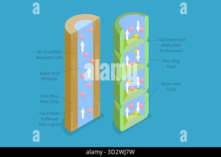 Illustrazione concettuale piatta isometrica 3D di Xylem e Phloem Water, etichettata Biological Structure Scheme (Schema di struttura biologica) illustrazione concettuale piatta isometrica 3D di Xylem e Phloem Water, etichettata Biological Structure Scheme (Schema di struttura biologica) Foto Stock