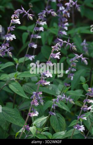 Salvia Phyllis Fancy, salvia Phyllis Fancy, fiori tubulari bianchi con una tinta blu lavanda Foto Stock