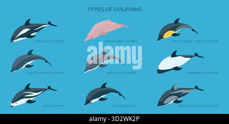 Set piatto isometrico 3D di tipi di delfini, classificazione educativa Foto Stock