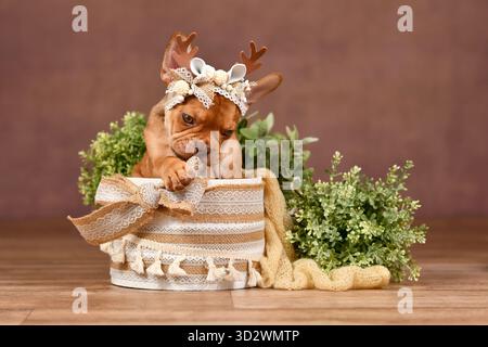 Grazioso cucciolo di Bulldog francese senza maschera Mokka Sable con corna di renna in scatola davanti a uno sfondo marrone con decorazioni in stile boho Foto Stock