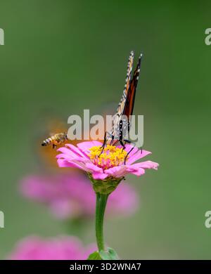 Atterraggio dell'ape del miele e una farfalla monarca (Danaus plexippus) che si nutrono di un fiore rosa di Zinnia in un giardino di impollinatori. Sfondo verde tenue naturale Foto Stock