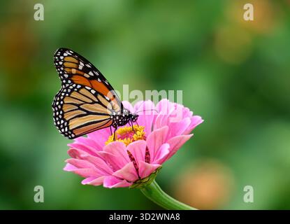 Farfalla migrante Monarch (Danaus plexippus) che si nutre di un fiore rosa di Zinnia nell'autunno del Texas. Sfondo naturale giallo e verde tenue con fotocopiatrice spa Foto Stock