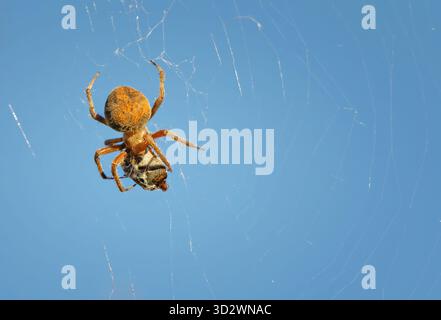 Tessitore di orbe maculate (Crocifera di Neoscona), noto anche come ragno da giardino, che fa il suo pasto nella rete a forma circolare. Sfondo blu del cielo. Foto Stock