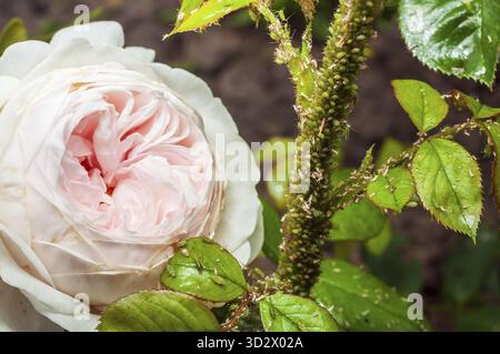 Primo piano su rosa pallido e foglie gravemente infestate da afidi verdi in un giardino, evidenziando l'impatto sulla salute delle piante Foto Stock