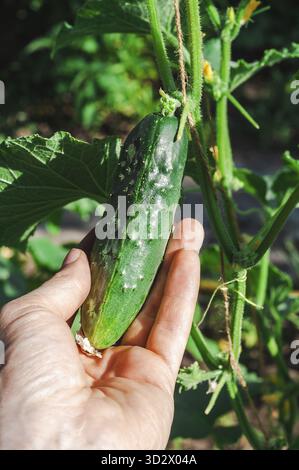Primo piano della mano di una persona che tiene in mano un cetriolo appena raccolto dalla vite, mostrando prodotti locali e le gioie del giardinaggio Foto Stock