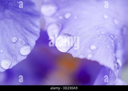 Un primo piano di un fiore viola dell'Iris con goccioline d'acqua. I delicati petali e le goccioline cristalline creano un senso di freschezza e tranquillità Foto Stock