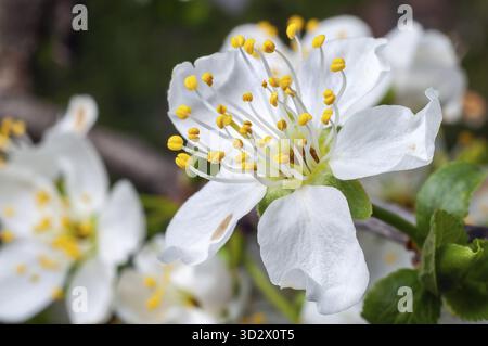 Foto ravvicinata che cattura la delicata bellezza dei fiori di prugna bianca in piena fioritura in primavera, mostrando i loro dettagli intricati Foto Stock