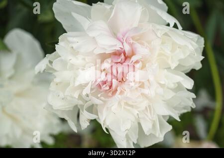 Uno splendido primo piano cattura la delicata bellezza di un fiore di peonia bianca, evidenziando i suoi petali morbidi e le delicate sfumature rosa Foto Stock