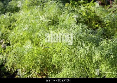 Primo piano di vibranti erbe di aneto verde che crescono all'aperto con gocce d'acqua che brillano sulle foglie piume nella luce soffusa del mattino Foto Stock