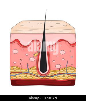 Sezione trasversale della pelle umana con anatomia del follicolo pilifero illustrazione vettoriale 2D. Illustrazione Vettoriale
