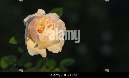 Una singola rosa pallida bagnata dalla luce del sole, i suoi petali si dispiegano delicatamente. Il delicato fiore si distingue su uno sfondo scuro e sfocato, migliorando Foto Stock