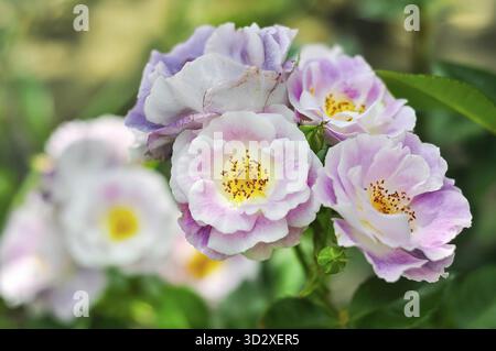 Vista ravvicinata di diverse delicate rose bianche e lavanda in piena fioritura, con dettagli intricati e petali morbidi Foto Stock