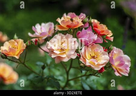 Un bouquet di rose Jazz multicolore in delicate tonalità pesca, rosa e arancio, che fioriscono in un ambiente giardino Foto Stock