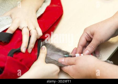 Il veterinario effettua un esame del sangue dal gatto nella clinica veterinaria Foto Stock
