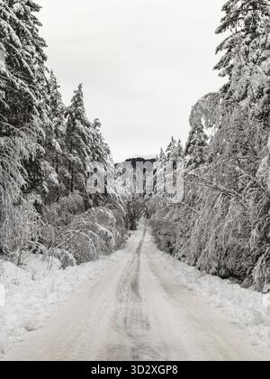 Strada innevata con piste per auto in una foresta di pinete a Setesdal, Norvegia. Pini, Pinus sylvestris, ricoperti di neve, cielo bianco e neve bianca Foto Stock