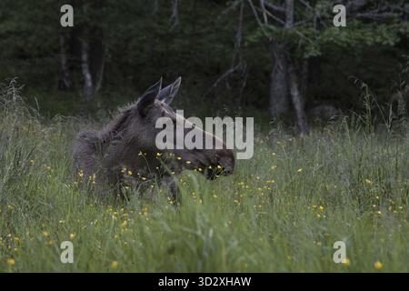 Alci o elk, Alces alces, mucca in appoggio sul terreno in erba verde con fiori Foto Stock