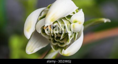 Primo piano di una delicata goccia di neve "Green Tear" che mostra le sue distintive marcature verdi e l'intricata struttura a petali a strati del fiore Foto Stock