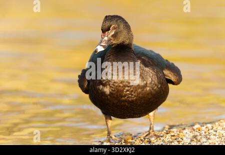 Un primo piano di un’anatra moscovita (Cairina moschata) in piedi su una sponda di ghiaia, che mostra i caratteristici caruncoli facciali rossi dell’uccello e il piumaggio testurizzato, Foto Stock
