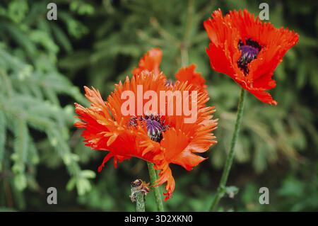 Un'immagine vibrante con due splendidi fiori rossi di papavero in piena fioritura su uno sfondo verde sfocato che mette in mostra la natura Foto Stock