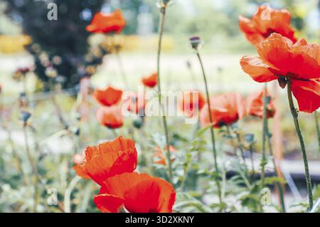 Un campo di vivaci papaveri rossi in piena fioritura, che offrono una splendida esposizione di bellezza naturale sotto la luce soffusa del sole Foto Stock