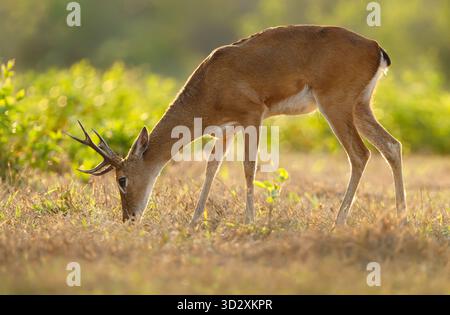 Primo piano di un cervo di Pampas maschio (Ozotoceros bezoarticus) con piccoli palchi che pascolano in un prato sotto la luce soffusa del tramonto, Pantanal, Brasile. Foto Stock