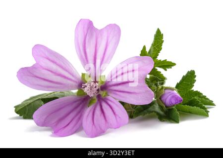 Fiore mallow con foglia isolata su sfondo bianco Foto Stock