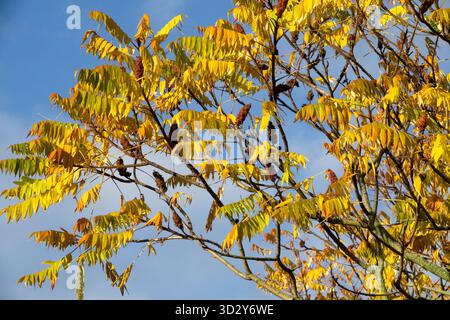 Vivid, Rhus typhina, Autumn Sumac Tree Corno di Stag Sumach Foto Stock