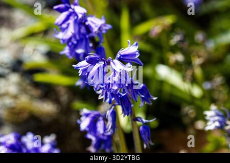 Hyacinthoides non-scripta (precedentemente Endymion non-scriptus o Scilla non-scripta) è una pianta perenne bulbosa. È conosciuto come il comune bluebell. Foto Stock
