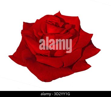 Primo piano della splendida testa di fiori di rosa rossa isolata su uno sfondo bianco con percorso di ritaglio. Elemento floreale per biglietti, inviti, poster. Foto Stock