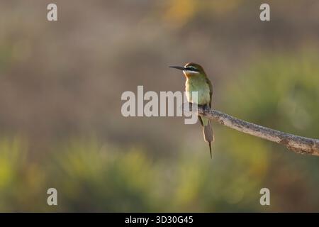 Merops superciliosus, adulto arroccato sul ramo, palissandre Côte Ouest Hotel, Morondava, Menabe, Madagascar, settembre Foto Stock