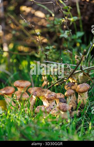 I funghi al miele crescono nell'erba e nelle foglie. Vista ravvicinata dei funghi miele mescolati con foglie secche e erba. Simbolo della struttura della foresta autunnale Foto Stock