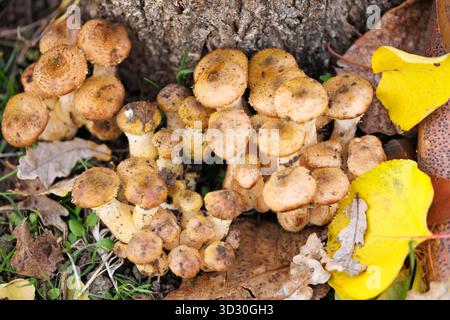 Funghi marroni sul terreno boschivo. Mazzo di funghi di miele che crescono accanto a una base d'albero con foglie autunnali di colore giallo brillante. Vista dall'alto. Foto Stock