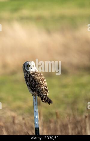 La Conner, Washington, Stati Uniti. Gufo dalle orecchie corte arroccato su un palo di metallo vicino a un campo agricolo Foto Stock