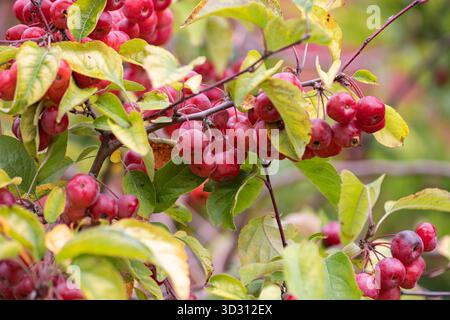 Ramificazione con piccole mele rosse: Melo autunnale con foglie giallo-verdi, fondo di frutta naturale Foto Stock