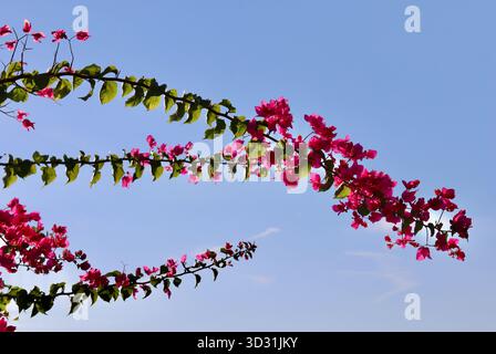 Rami di piante di bouganville che mostrano fiori rosa brillanti e foglie verdi, si stagliano contro un cielo blu calmo e limpido durante una giornata di sole Foto Stock