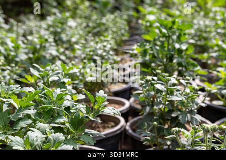 Piante di fiori di semina Chrysanthemum in vivaio Foto Stock
