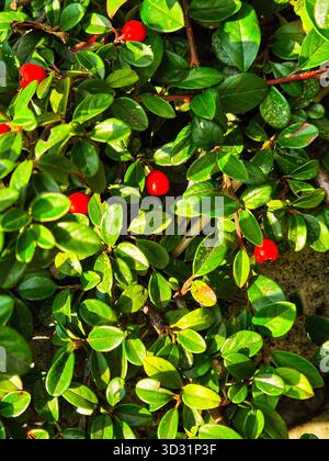 frutti di bosco rossi accesi tra foglie verdi. primo piano delle bacche di cotoneaster in autunno. foglie lucide consistenza con frutta rossa Foto Stock