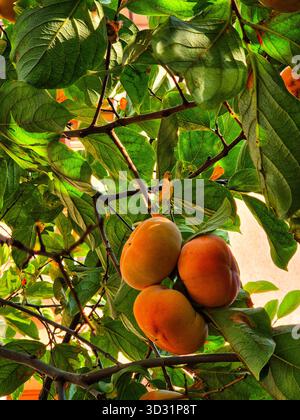 affumica maturo su un albero. raccolta di frutti di arancia cachi tra le foglie. primo piano della frutta autunnale Foto Stock