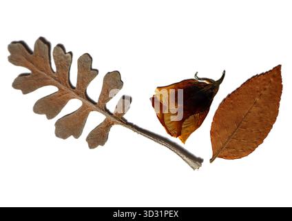 Distesa piatta di erbario, una composizione di tre oggetti essiccati, foglia di pizzo, bocciolo, foglia intera, su sfondo bianco isolato. Ideale per temi autunnali, botanica, artigianato, texture, retrò, e decorazioni naturali. Foto Stock