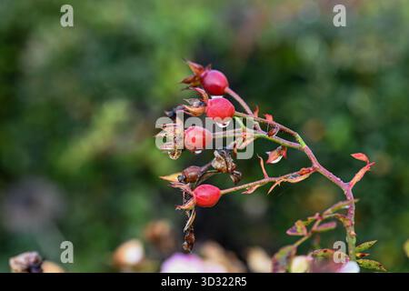 Rose hip Fruits dopo la pioggia a novembre in un parco cittadino di Norrköping, Svezia Foto Stock