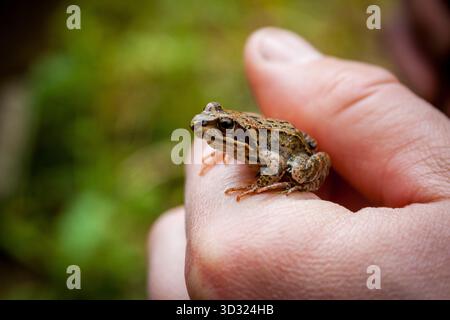 Piccola rana comune che riposa sulla mano umana nella natura Foto Stock
