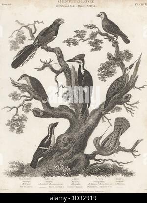Trogon con corona blu, Trogon curcuche 1, barbet con testa marrone, Megalaima zeylanica 2, uccello di zucca maculato, Bucco tamatia 3, colletto eurasiatico, Jynx torquilla 4, picchio pileato, Dryocopus pileatus 5, picchio panciuto rosso, Melanerpes carolinus 6 e pepato eurasiatico, Sitta europaea 7. Incisione Copperplate di Thomas Milton dopo un'illustrazione ornitologica di Sydenham Edwards dalla Cyclopedia di Abraham Rees o Universal Dictionary of Arts, Sciences and Literature, Paternoster Row, Londra, 1804. Foto Stock